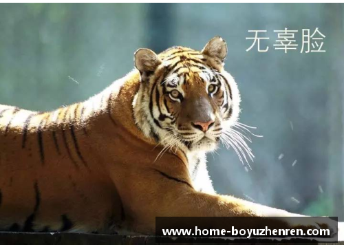 博鱼真人华南虎夺冠，为广东篮球迎来新的时代